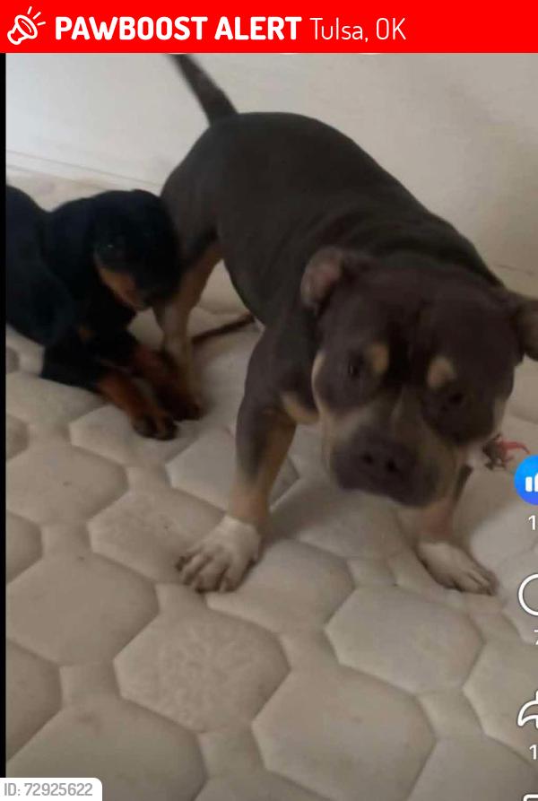 Lost Male Dog last seen 31st garnet , Tulsa, OK 74146