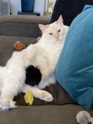 Lost Female Cat last seen Near Catamaran St., Marina Del Rey, CA 90292, Los Angeles, CA 90292