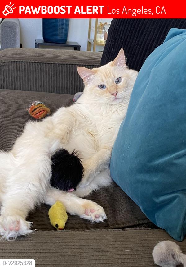 Lost Female Cat last seen Near Catamaran St., Marina Del Rey, CA 90292, Los Angeles, CA 90292