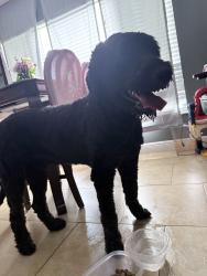 Reunited Male Dog last seen Mante drive and trotters circle, Buena Ventura Lakes, FL 34743