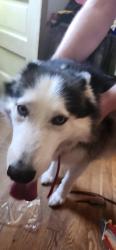 Found/Stray Female Dog last seen 90th st and Lowell , Overland Park, KS 66212