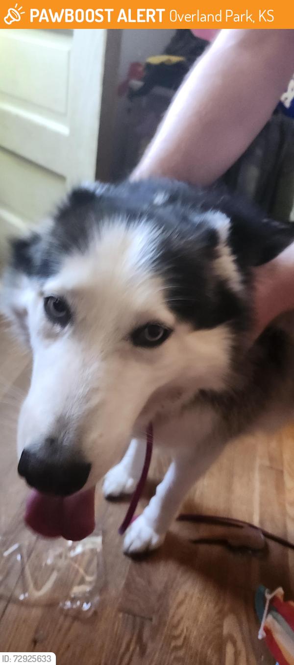 Found/Stray Female Dog last seen 90th st and Lowell , Overland Park, KS 66212