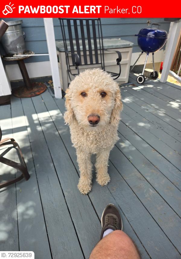 Lost Male Dog last seen Dog park on Pine Dr, Parker, CO 80138