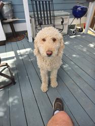 Lost Male Dog last seen Dog park on Pine Dr, Parker, CO 80138