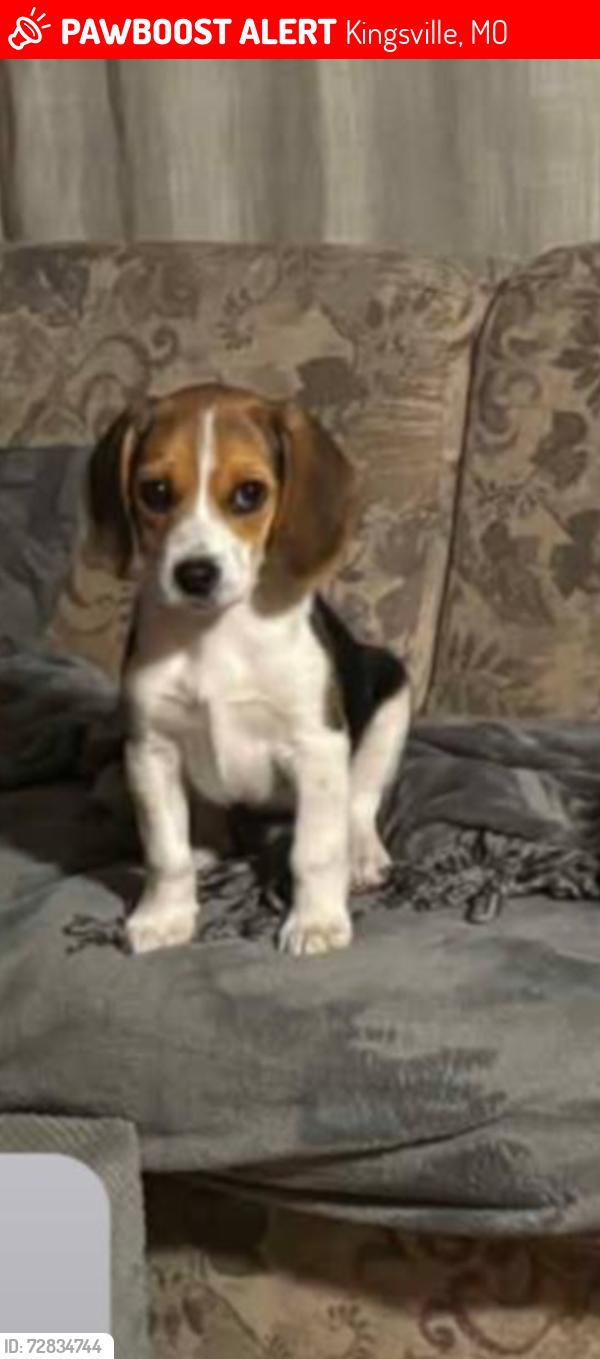 Lost Female Dog last seen Kingsville mo, Kingsville, MO 64061