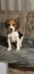 Lost Female Dog last seen Kingsville mo, Kingsville, MO 64061