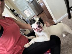 Found/Stray Male Dog last seen Huebner Rd, San Antonio, TX 78230