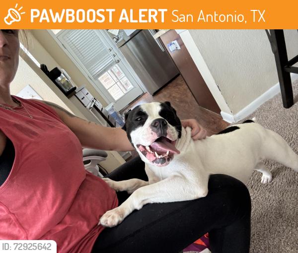 Found/Stray Male Dog last seen Huebner Rd, San Antonio, TX 78230