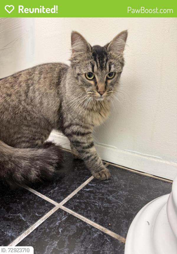 Reunited Unknown Cat last seen 17th & Marine, Santa Monica, CA 90405