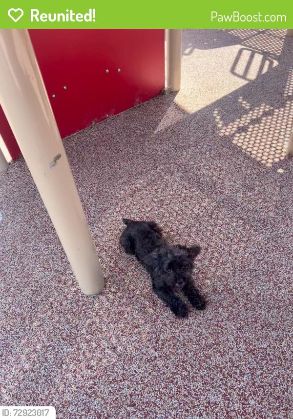 Reunited Female Dog last seen rosewell rd, West Covina, CA 91791