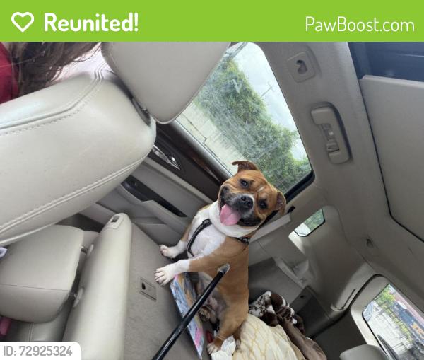 Reunited Male Dog last seen Near 12th Ave, Huntington, WV 25701, USA, Huntington, WV 25701