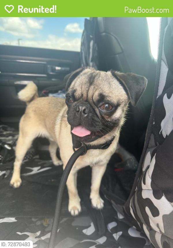 Reunited Male Dog last seen On 2nd Street between Bolivar and  Elm in Sanger, TX, Sanger, TX 76266