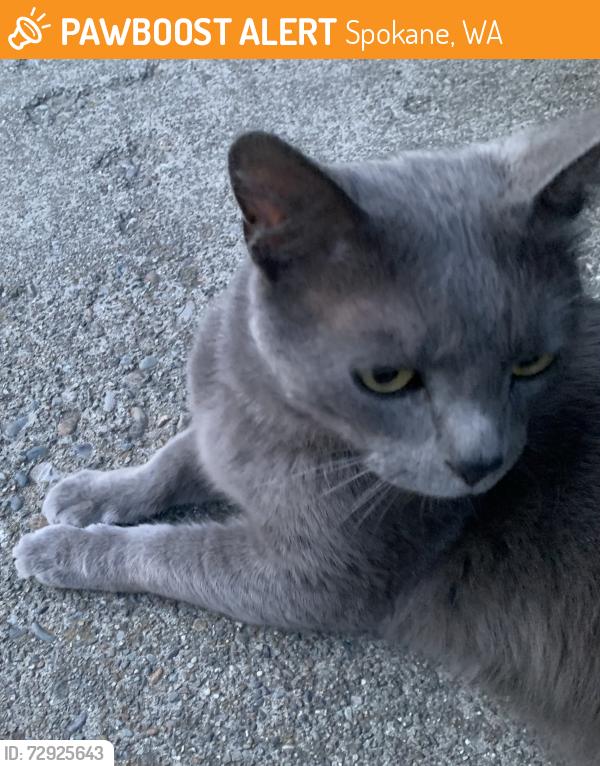 Found/Stray Unknown Cat last seen 26th and Cuba, Spokane, WA 99203