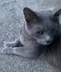 Found/Stray Unknown Cat last seen 26th and Cuba, Spokane, WA 99203