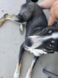 Reunited Male Dog last seen Near Hawthorne Ave Hesperia, Hesperia, CA 92345