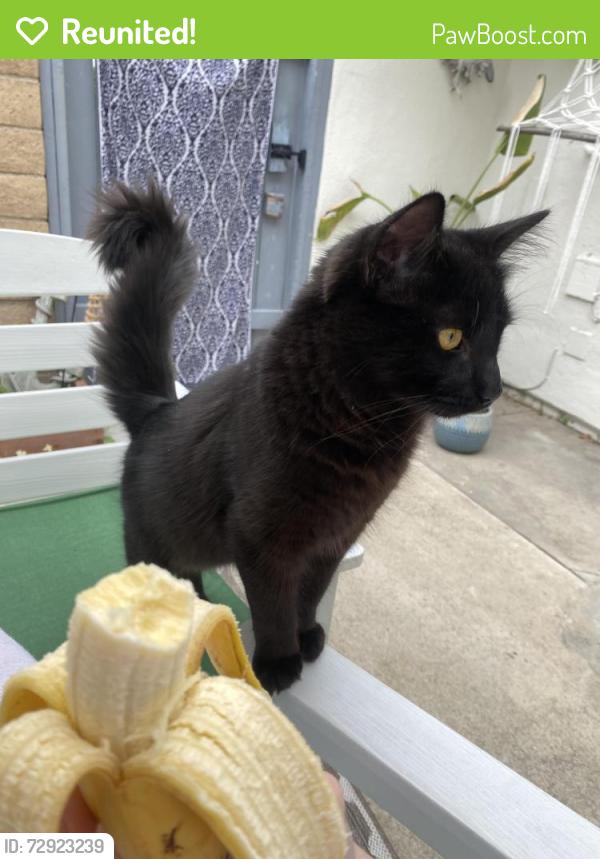Reunited Male Cat last seen rancho viejo road, village road, eastview court, San Juan Capistrano, CA 92675
