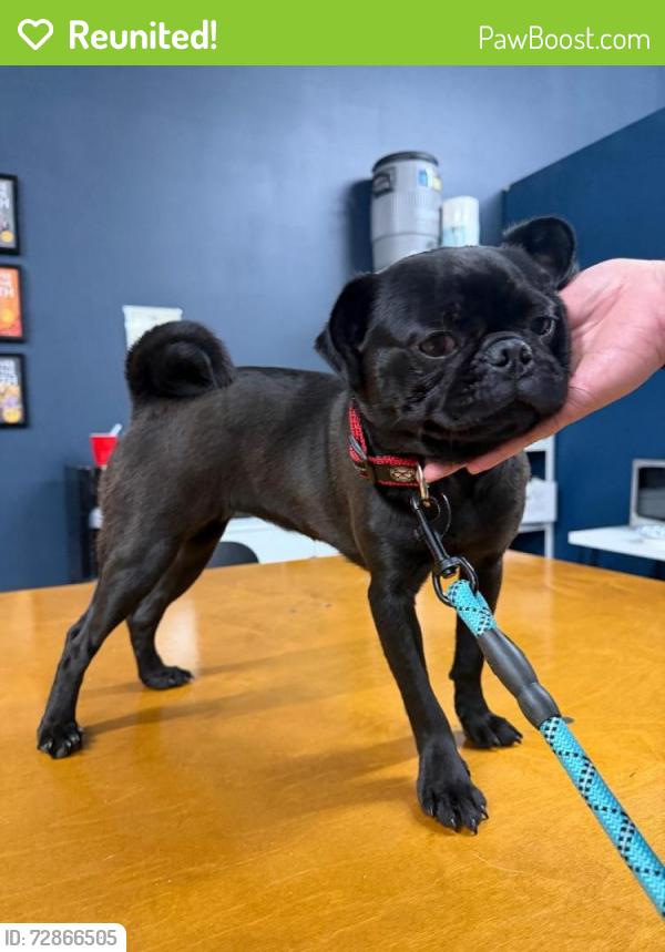 Reunited Female Dog last seen Shiloh Road & Barnes Bridge in Dallas, Dallas, TX 75228