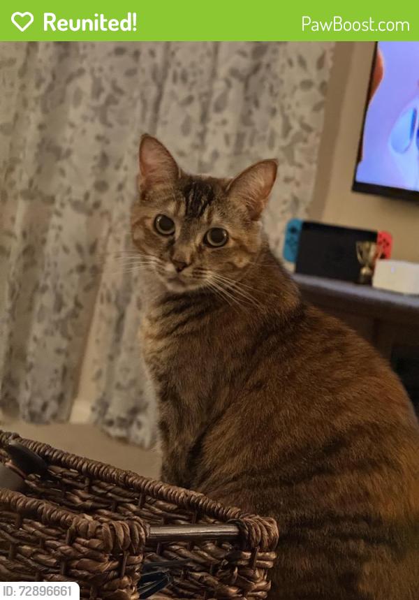 Reunited Female Cat last seen Briarwood circle NW and Beal parkway , Fort Walton Beach, FL 32548