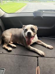 Reunited Male Dog last seen Canopy Walk / 192 & Narcossee , St. Cloud, FL 34771