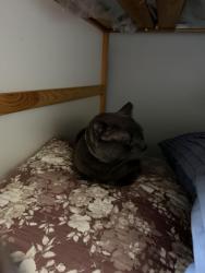 Reunited Male Cat last seen Near Fairview Ave, Bridgeport CT, Bridgeport, CT 06606
