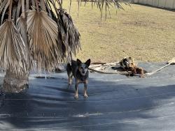 Reunited Female Dog last seen Chaffee Rd and old plank, Jacksonville, FL 32220