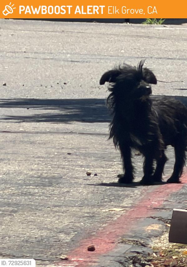Found/Stray Male Dog last seen Bradshaw and Elk Grove Blvd., Elk Grove, CA 95624
