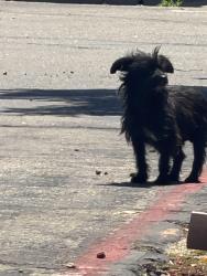 Found/Stray Male Dog last seen Bradshaw and Elk Grove Blvd., Elk Grove, CA 95624