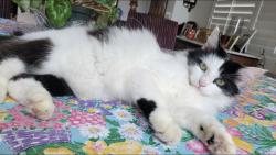 Lost Female Cat last seen Saratoga hills road , Saratoga, CA 95070