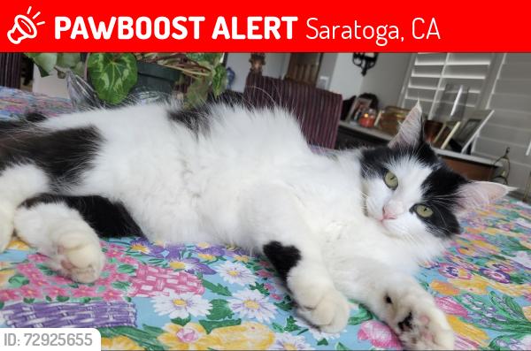 Lost Female Cat last seen Saratoga hills road, Saratoga, CA 95070