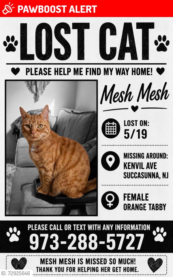Lost Female Cat last seen Kenvil ave and meeker street, Roxbury Township, NJ 07876