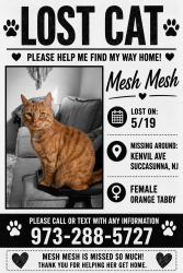 Lost Female Cat last seen Kenvil ave and meeker street, Roxbury Township, NJ 07876