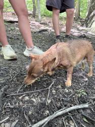Reunited Female Dog last seen Montour Trails, Moon Township, PA 15108