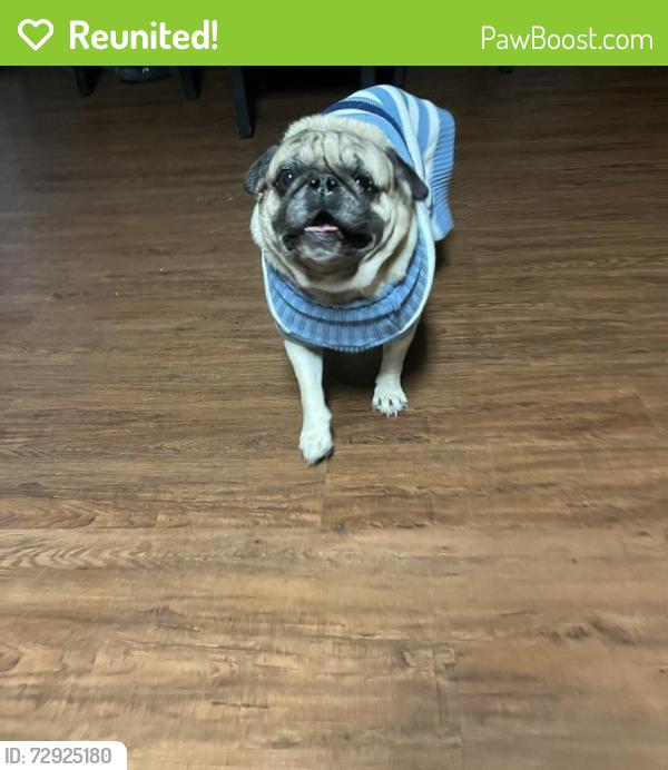 Reunited Male Dog last seen High Eagle trail, Fort Worth, TX 76108