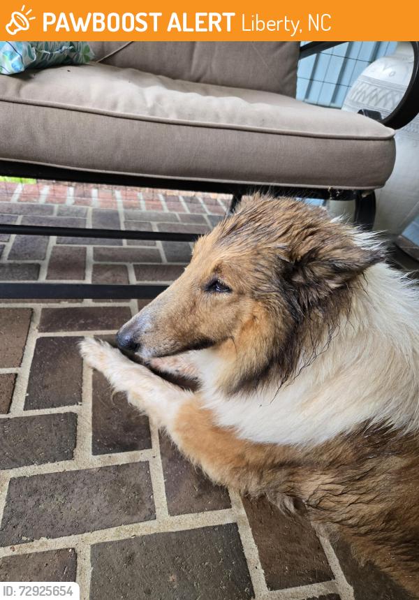 Found/Stray Female Dog last seen Old 421and w Brookwood ave, Liberty, NC 27298