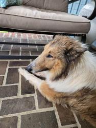 Found/Stray Female Dog last seen Old 421and w Brookwood ave, Liberty, NC 27298