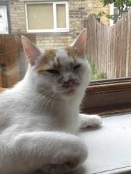 Reunited Male Cat last seen Idle Road, round the corner from Tesco Express, West Yorkshire, England BD2 4PE