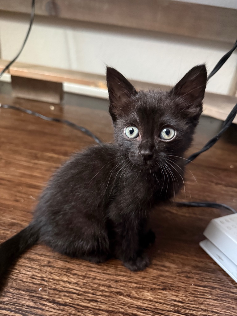 Shelter Stray Male Cat last seen Bexar County, New Braunfels, TX 78130