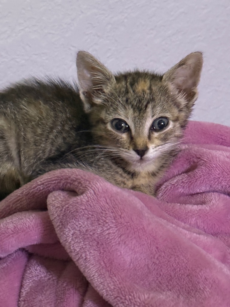 Shelter Stray Female Cat last seen Bexar County, New Braunfels, TX 78130