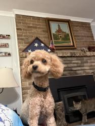 Reunited Male Dog last seen Hackberry Drive/Dogwood, Greenville, TX 75402