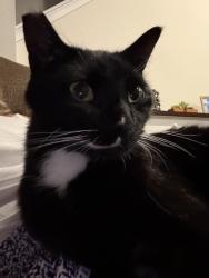Reunited Female Cat last seen El Prado and MacDill, Tampa, FL 33629