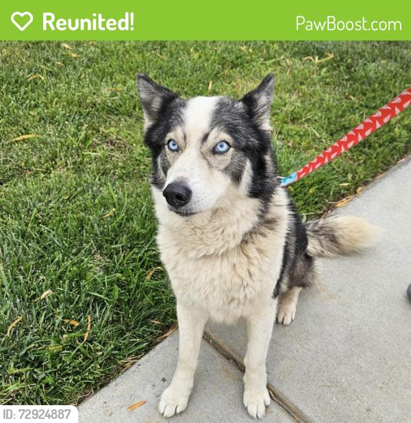 Reunited Male Dog last seen Starlight and Oak Valley Parkway,  Beaumont , Beaumont, CA 92223