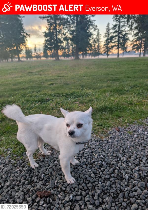 Lost Female Dog last seen South Pass Rd/Goodwin Rd. Everson, Everson, WA 98247