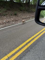Found/Stray Unknown Dog last seen Browns church road , Jackson, TN 38301
