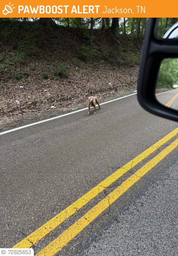 Found/Stray Unknown Dog last seen Browns church road , Jackson, TN 38301