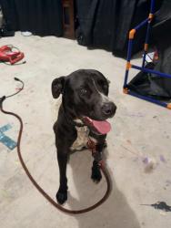 Found/Stray Male Dog last seen Heating rd Covington ga , Newton County, GA 30016