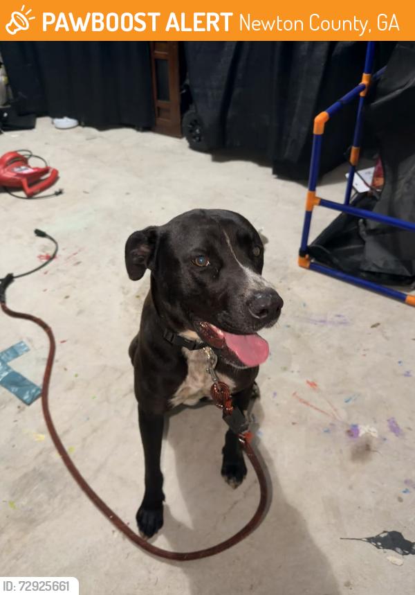 Found/Stray Male Dog last seen Heating rd Covington ga , Newton County, GA 30016