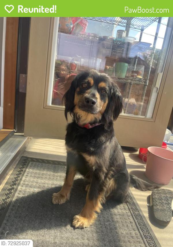 Reunited Female Dog last seen Near East Broadway , Vancouver, BC V5M 1Z4