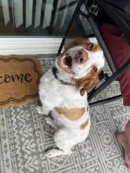 Found/Stray Female Dog last seen Dominion Forest Circle, Innsbrook, VA 23060