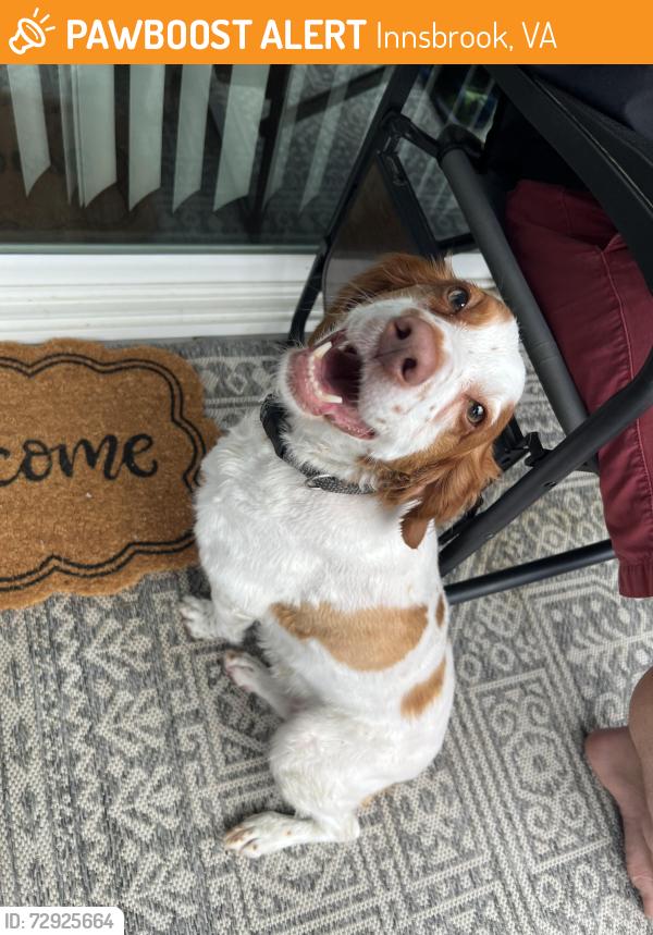Found/Stray Female Dog last seen Dominion Forest Circle, Innsbrook, VA 23060