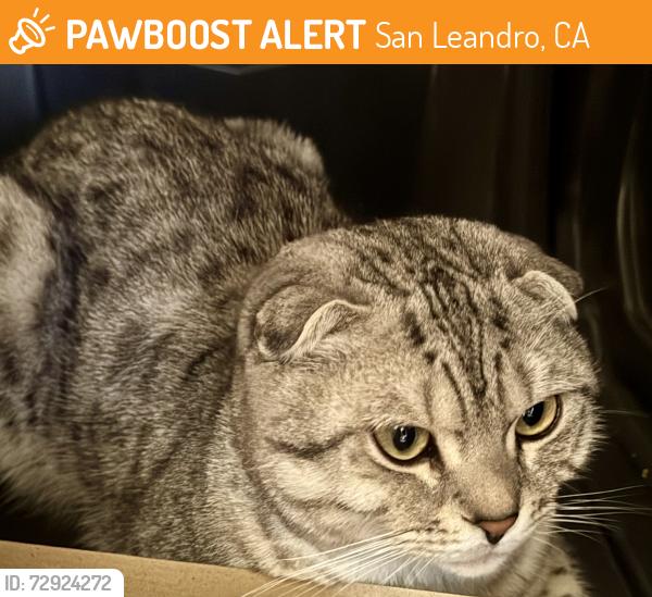 Found/Stray Male Cat last seen Roosevelt school, San Leandro, CA 94603